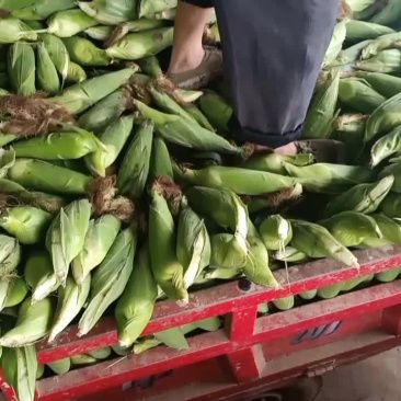 白糯玉米