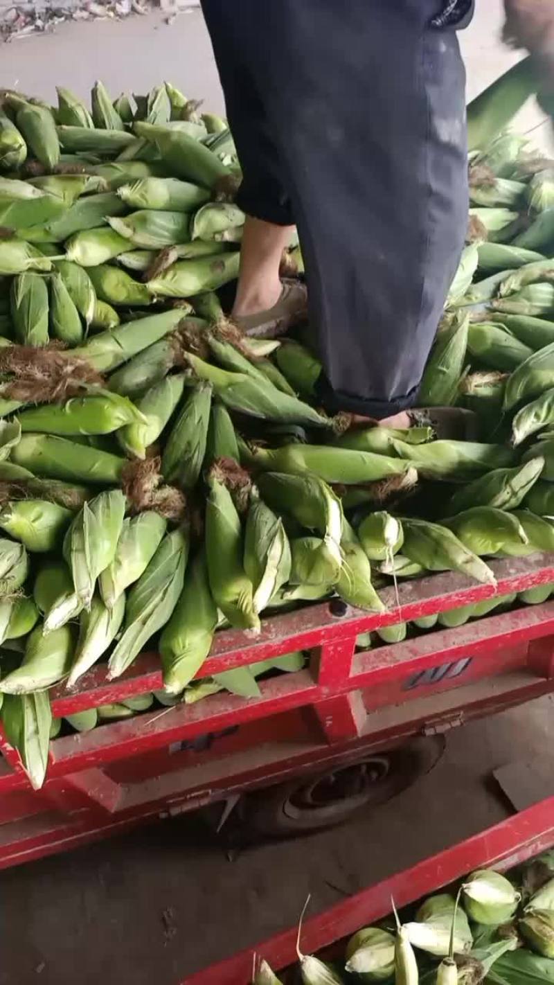 白糯玉米