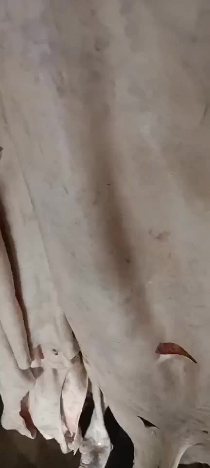 驴皮