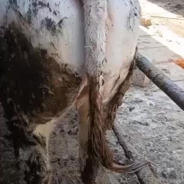 肥母牛