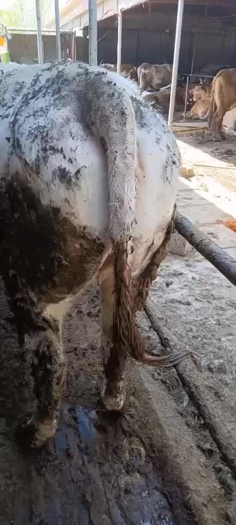 肥母牛