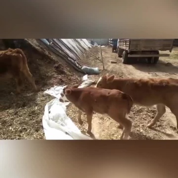 【牛商推荐】牛犊，保质保量，产地直供