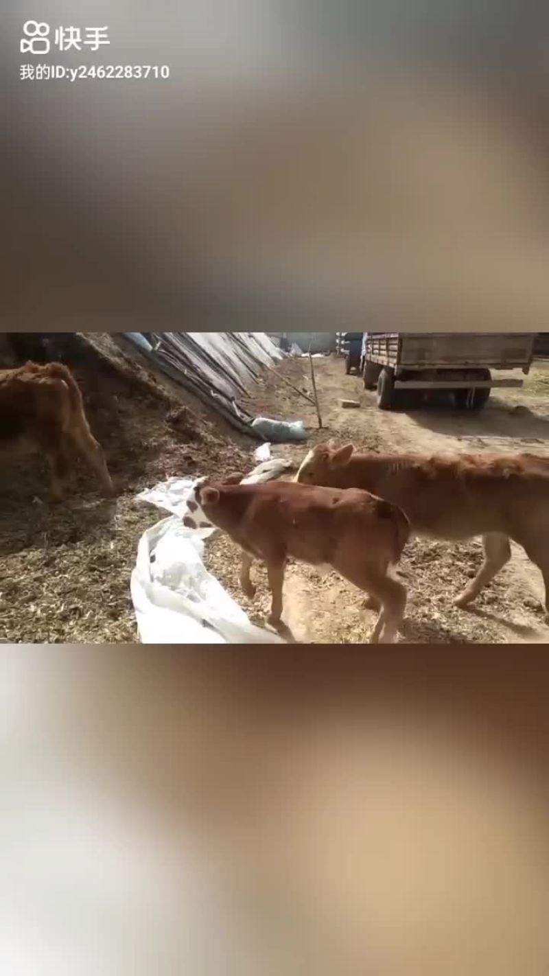 【牛商推荐】牛犊，保质保量，产地直供