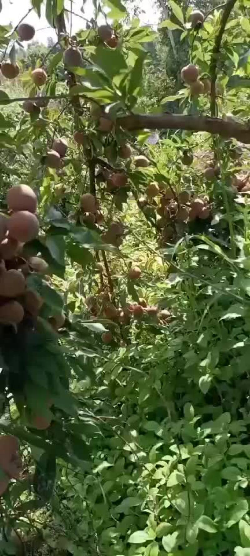 李子芙蓉李等俗称黑李