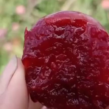 李子芙蓉李等俗称黑李