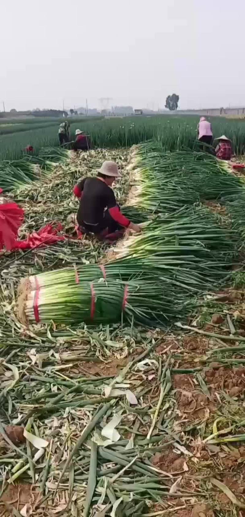 范镇大葱产地直销市场脱水葱欢迎各位老板前来采购