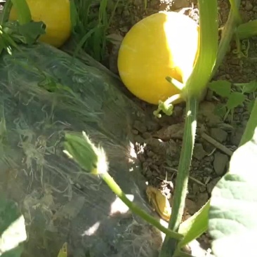 黄金二号