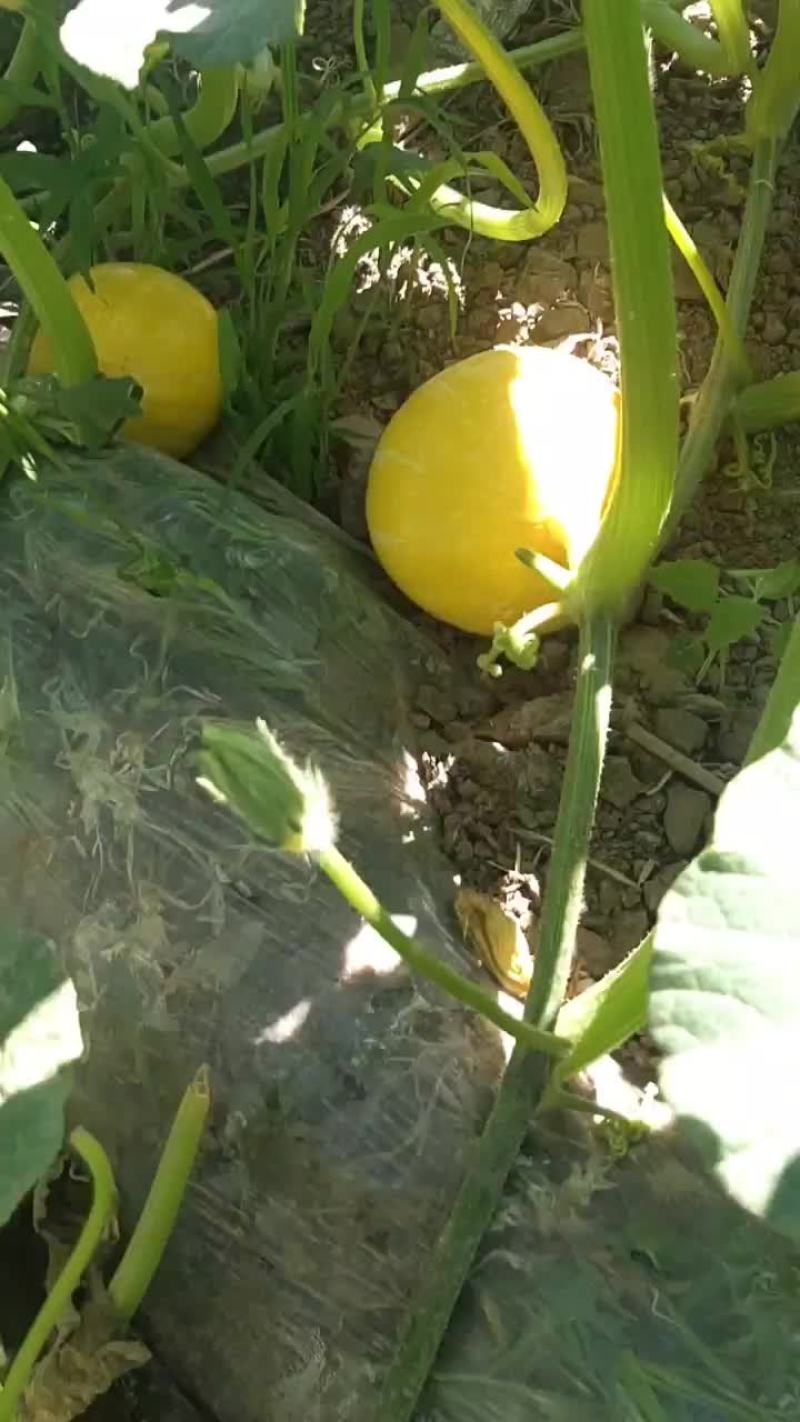 黄金二号