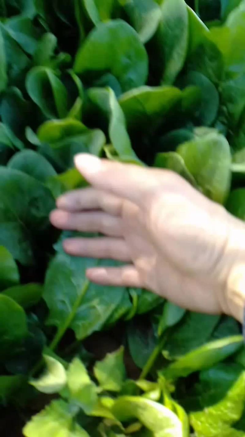 菠菜