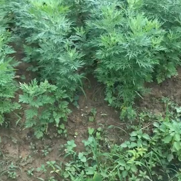 老艾