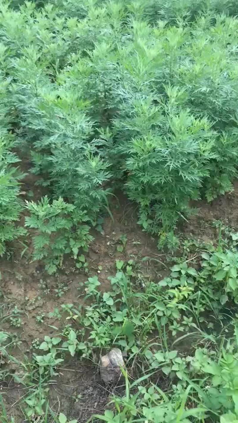 老艾