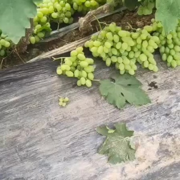 青提