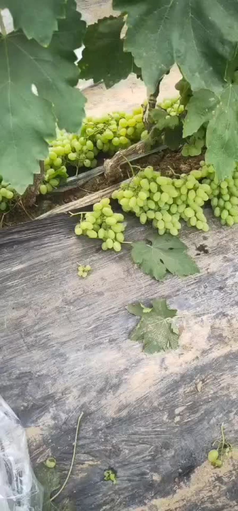 青提