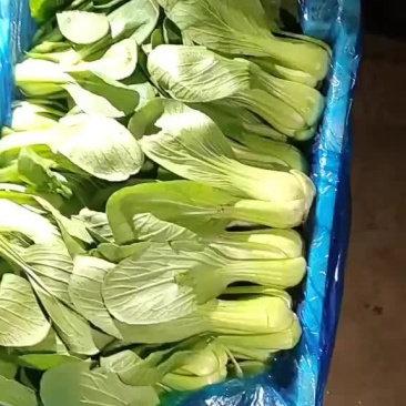 各种叶叶菜