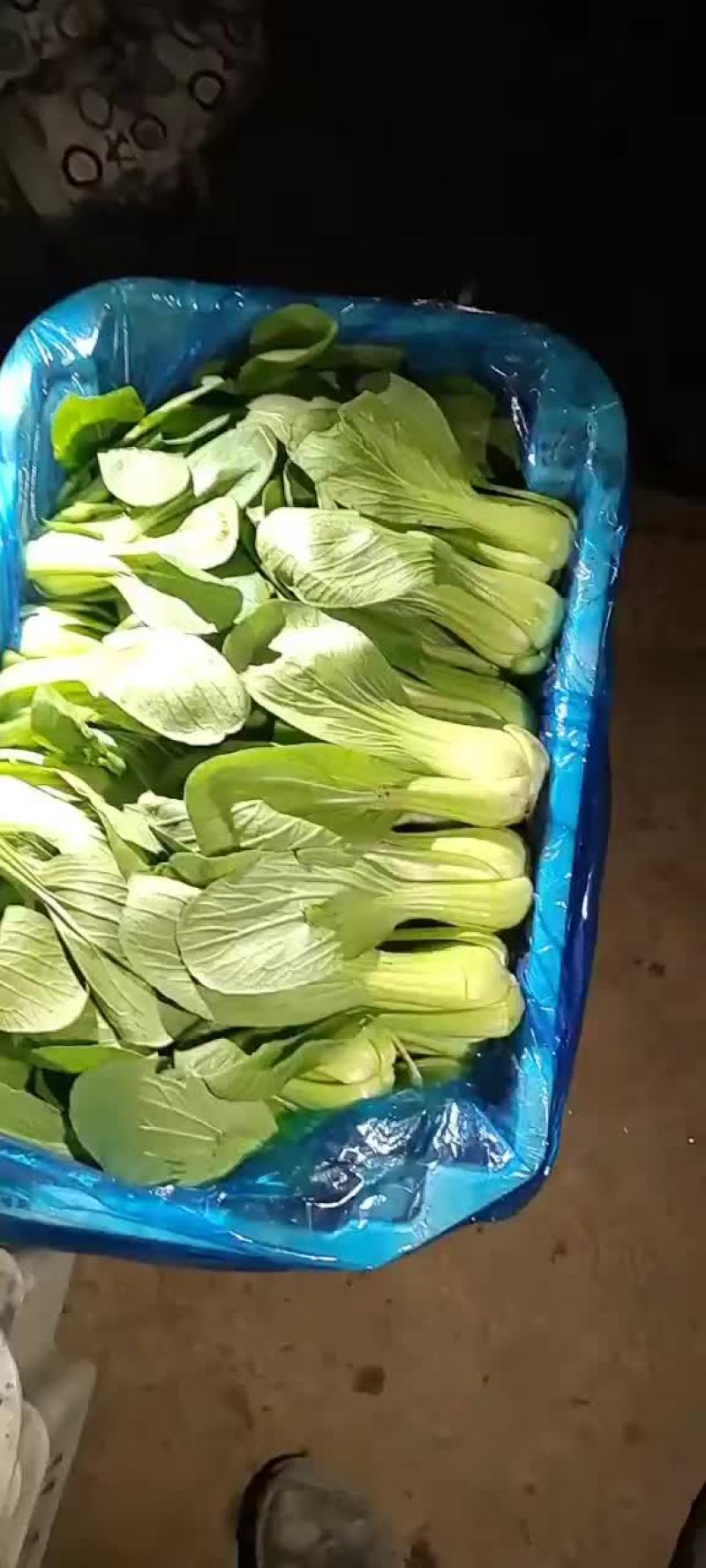 各种叶叶菜