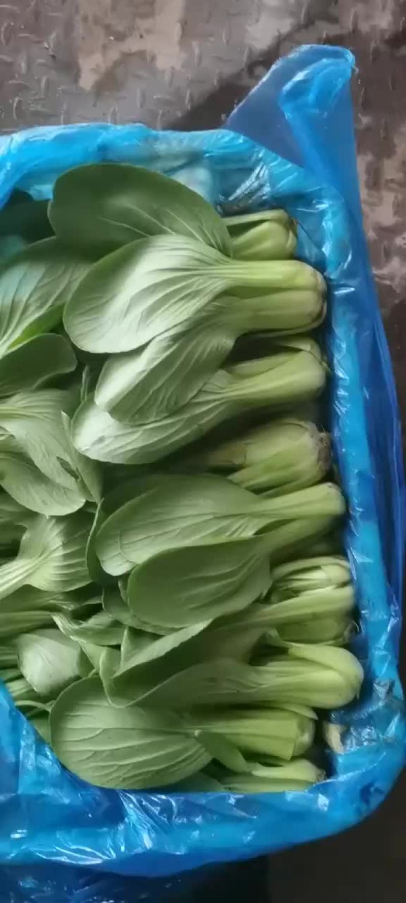 各种叶叶菜