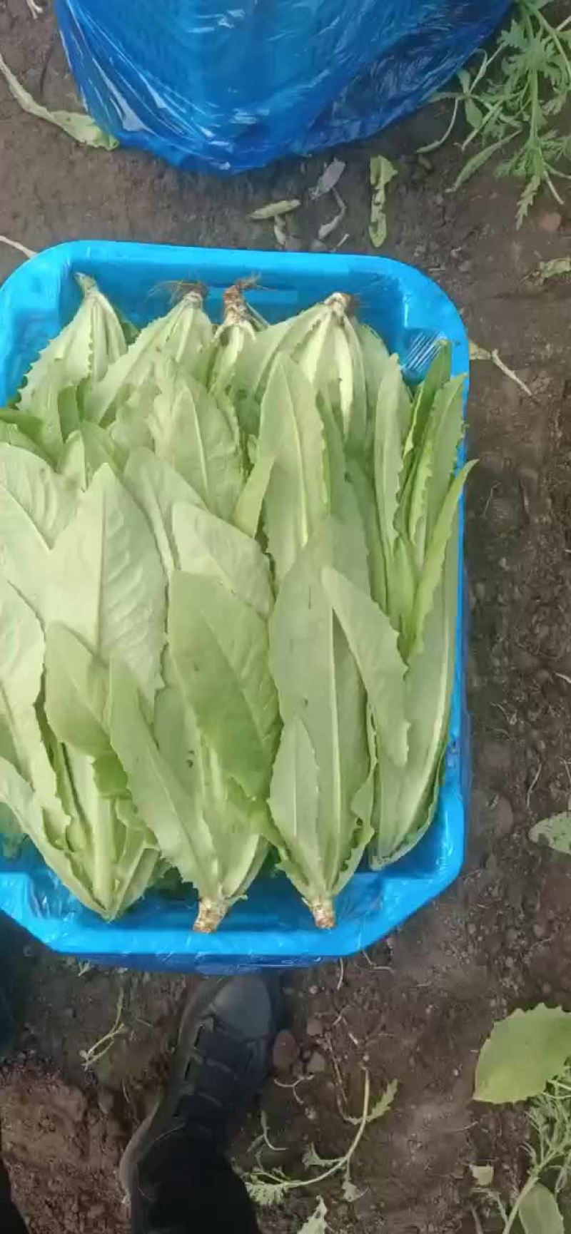 各种叶叶菜