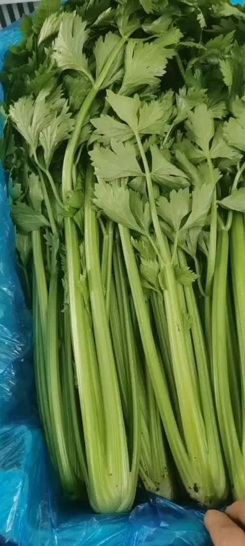 各种叶叶菜