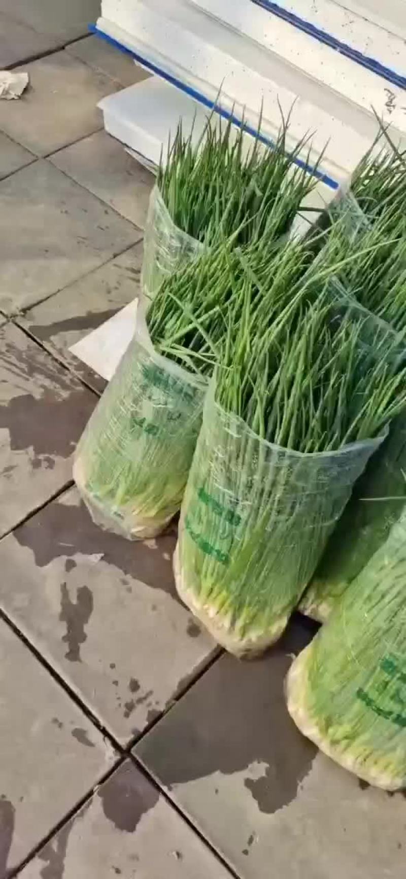 各种叶叶菜