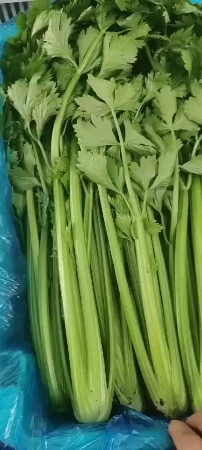 各种叶叶菜