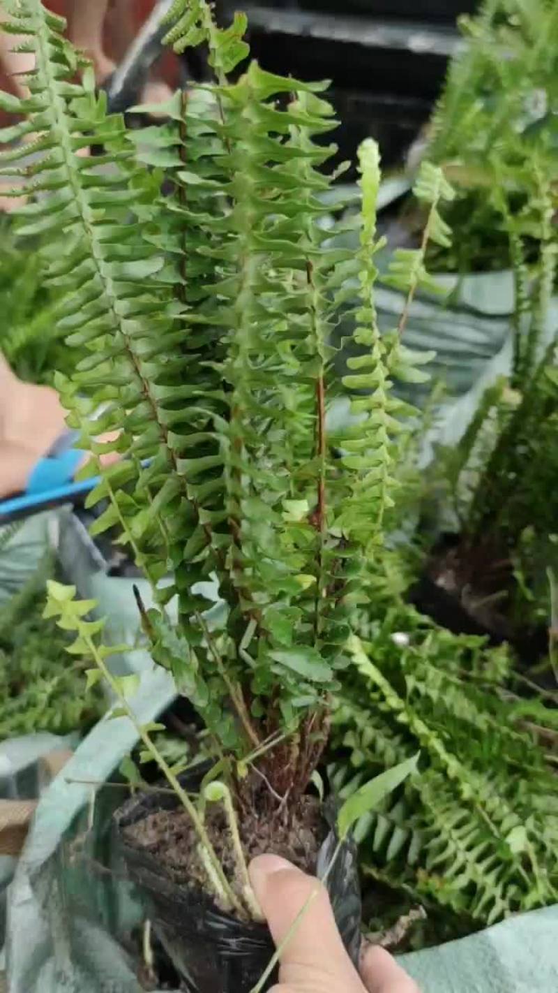 排骨草保证质量严守把关货到出现类似规格问题、不对