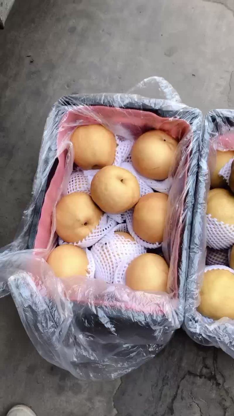 丰水梨海量货源，价格便宜，质量好，批发零售电商均可