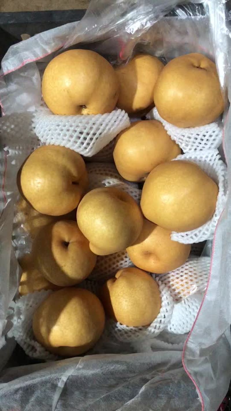 丰水梨海量货源，价格便宜，质量好，批发零售电商均可