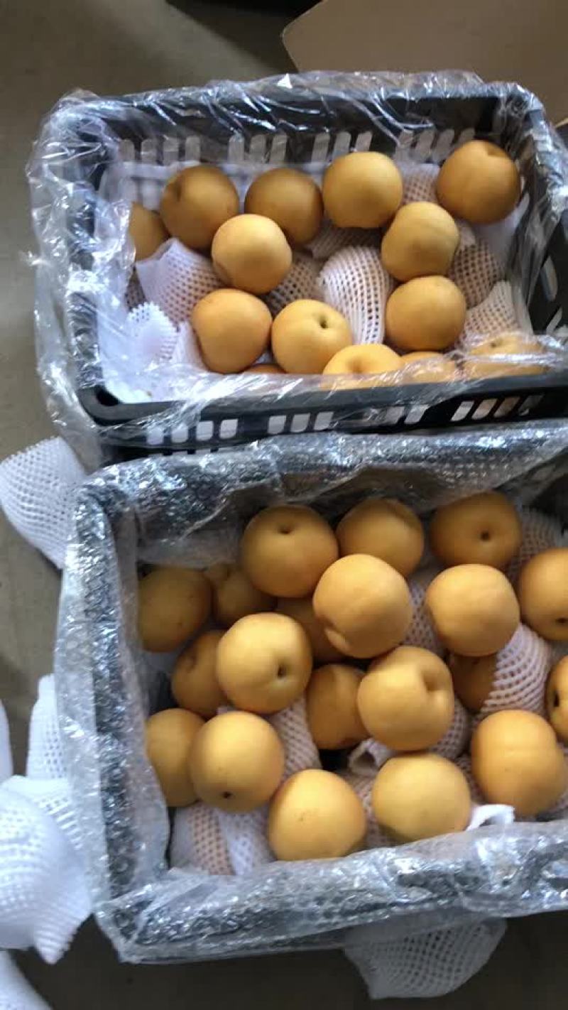 丰水梨海量货源，价格便宜，质量好，批发零售电商均可