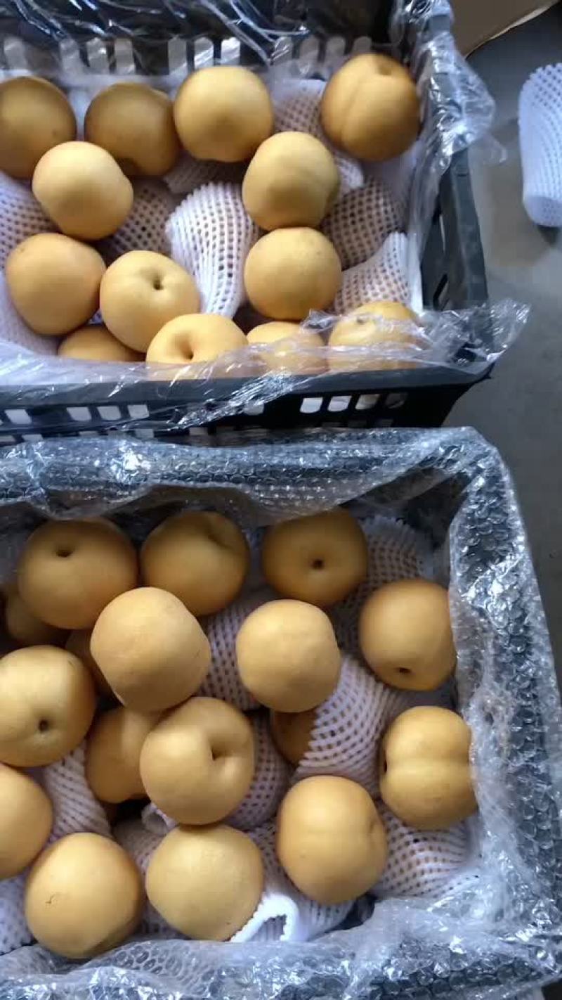 丰水梨海量货源，价格便宜，质量好，批发零售电商均可