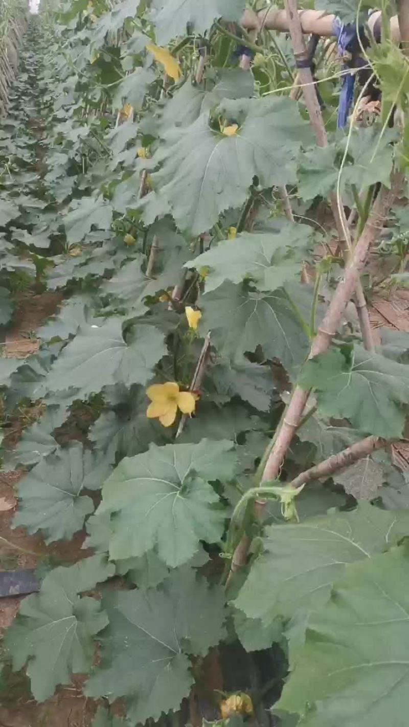 黑皮冬瓜预售