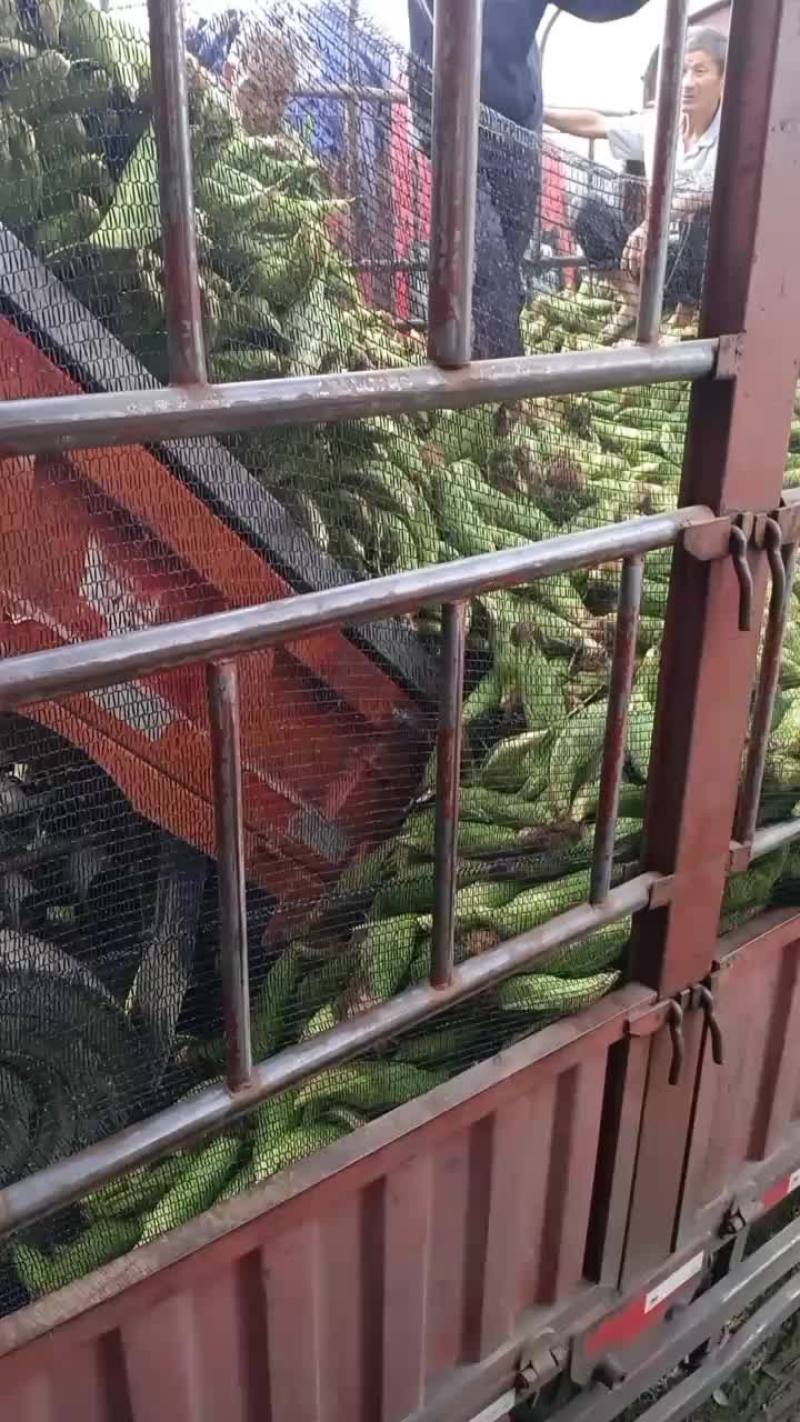 小甜糯