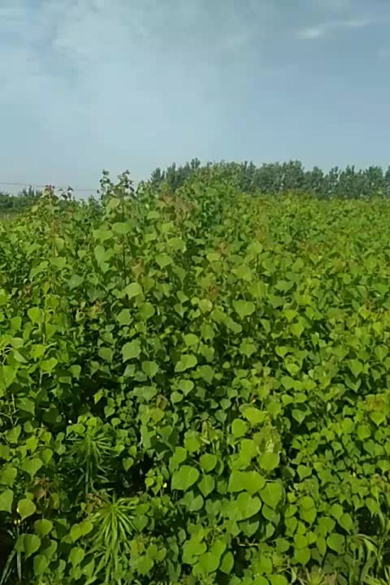 乌桕树苗