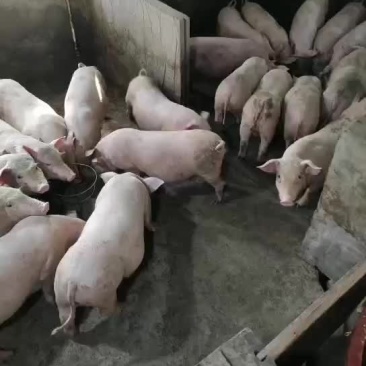 长期供应健康猪苗土白三杂长白，质量保证，价格优惠