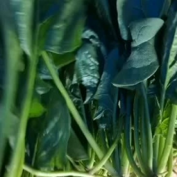 大量叶菜