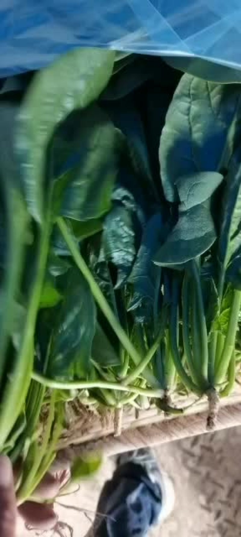大量叶菜