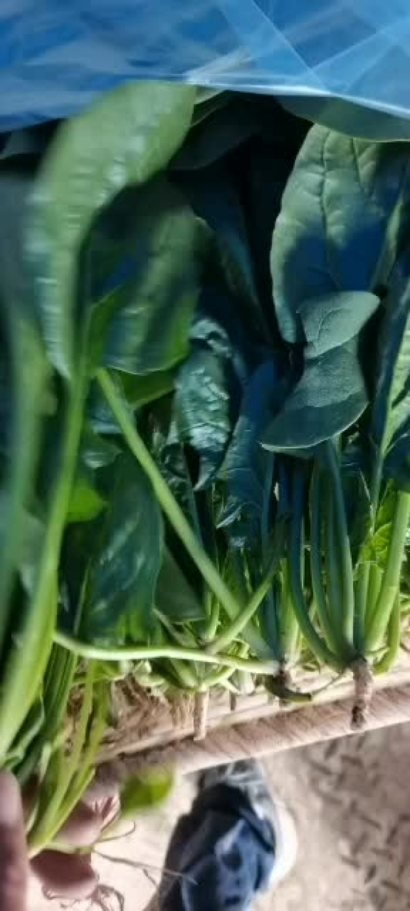 大量叶菜
