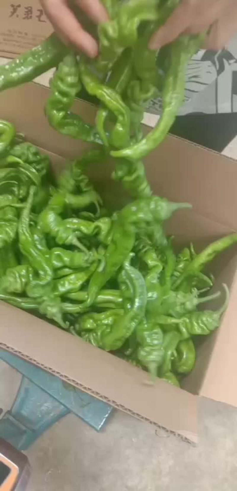 螺丝椒