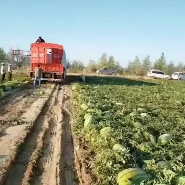 新疆西瓜，双红金城五，安农二号