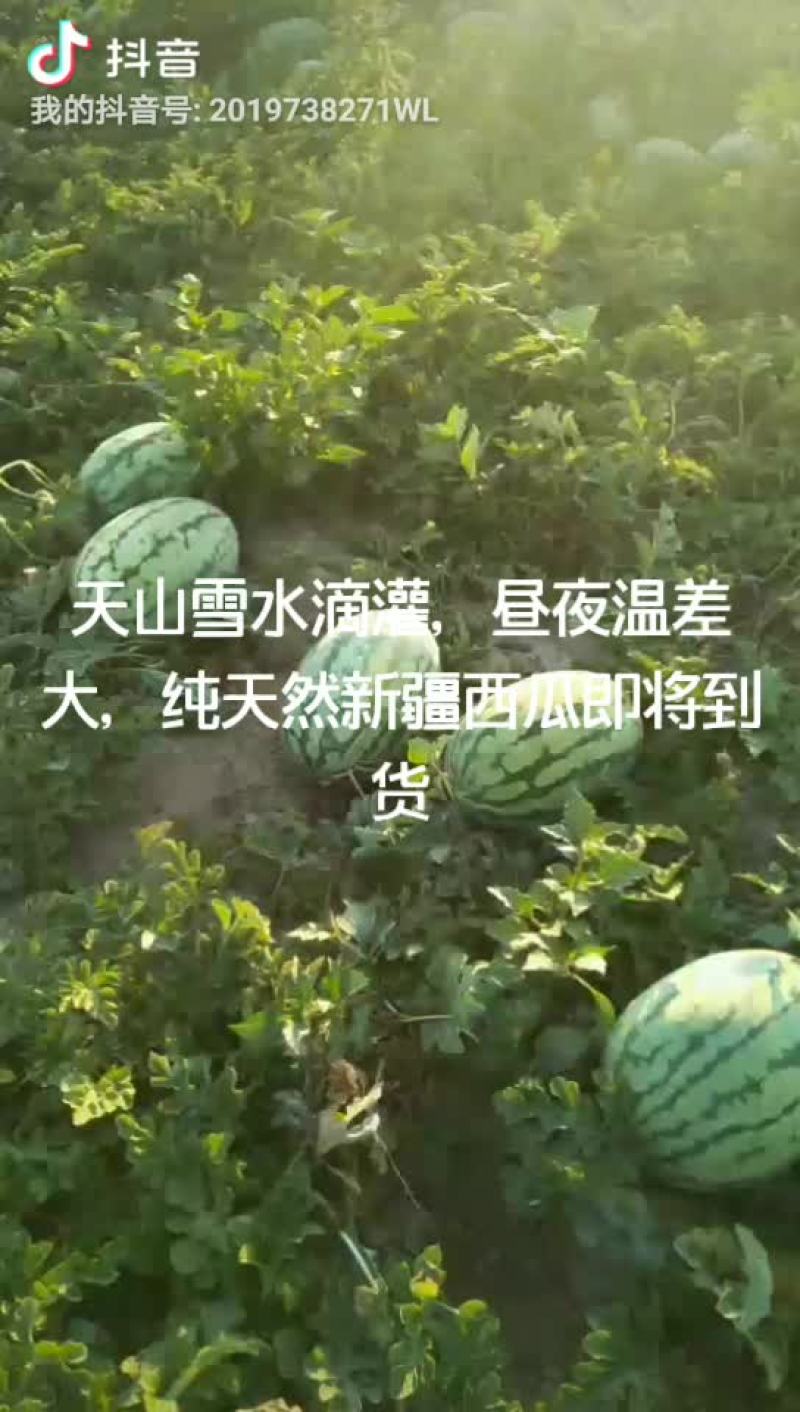 新疆西瓜，双红金城五，安农二号