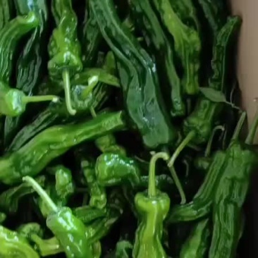 精品皱皮辣椒大量上市