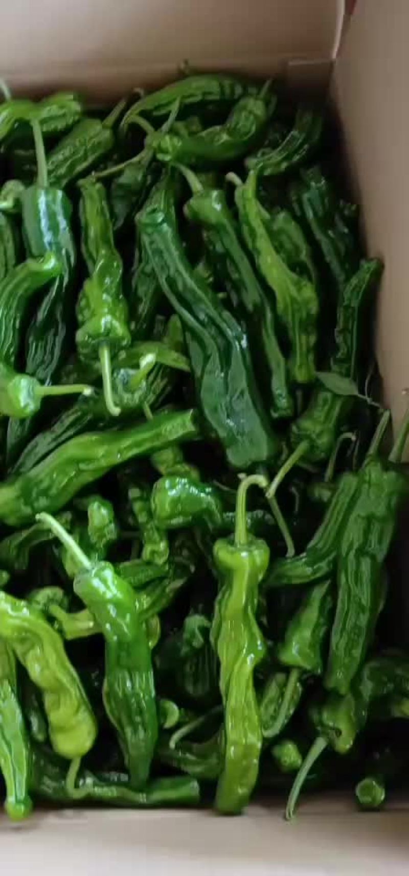 精品皱皮辣椒大量上市
