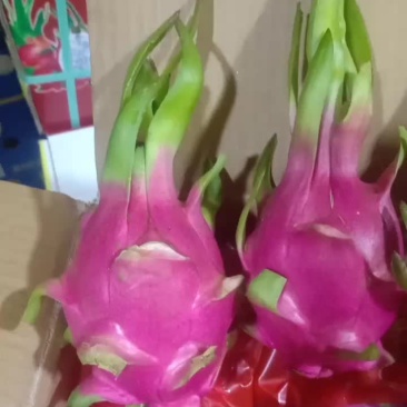 火龙果精品越南小白心糖度高17