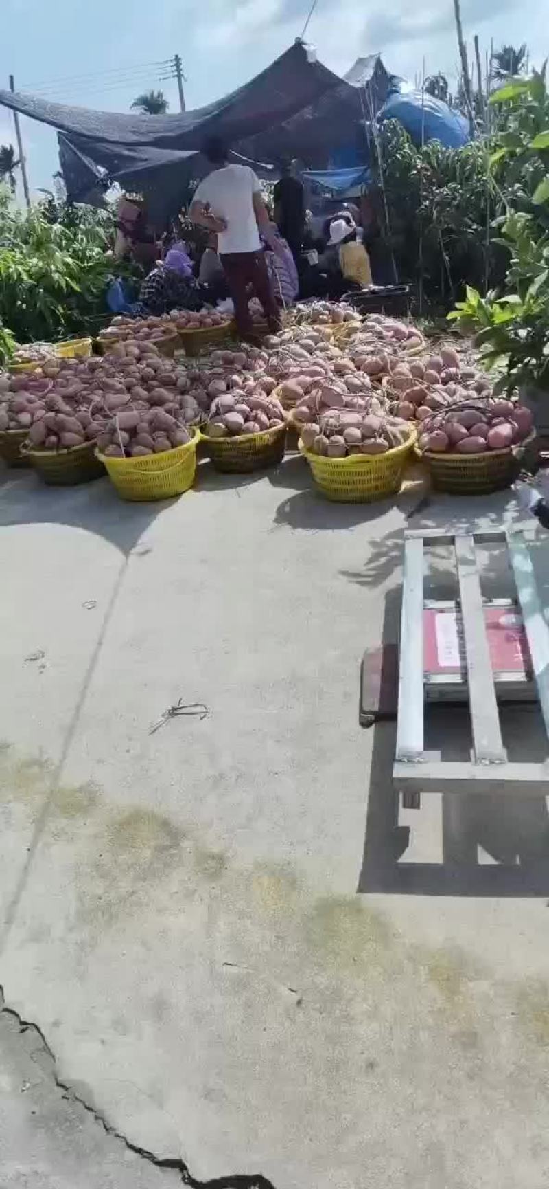 海南红玉芒
