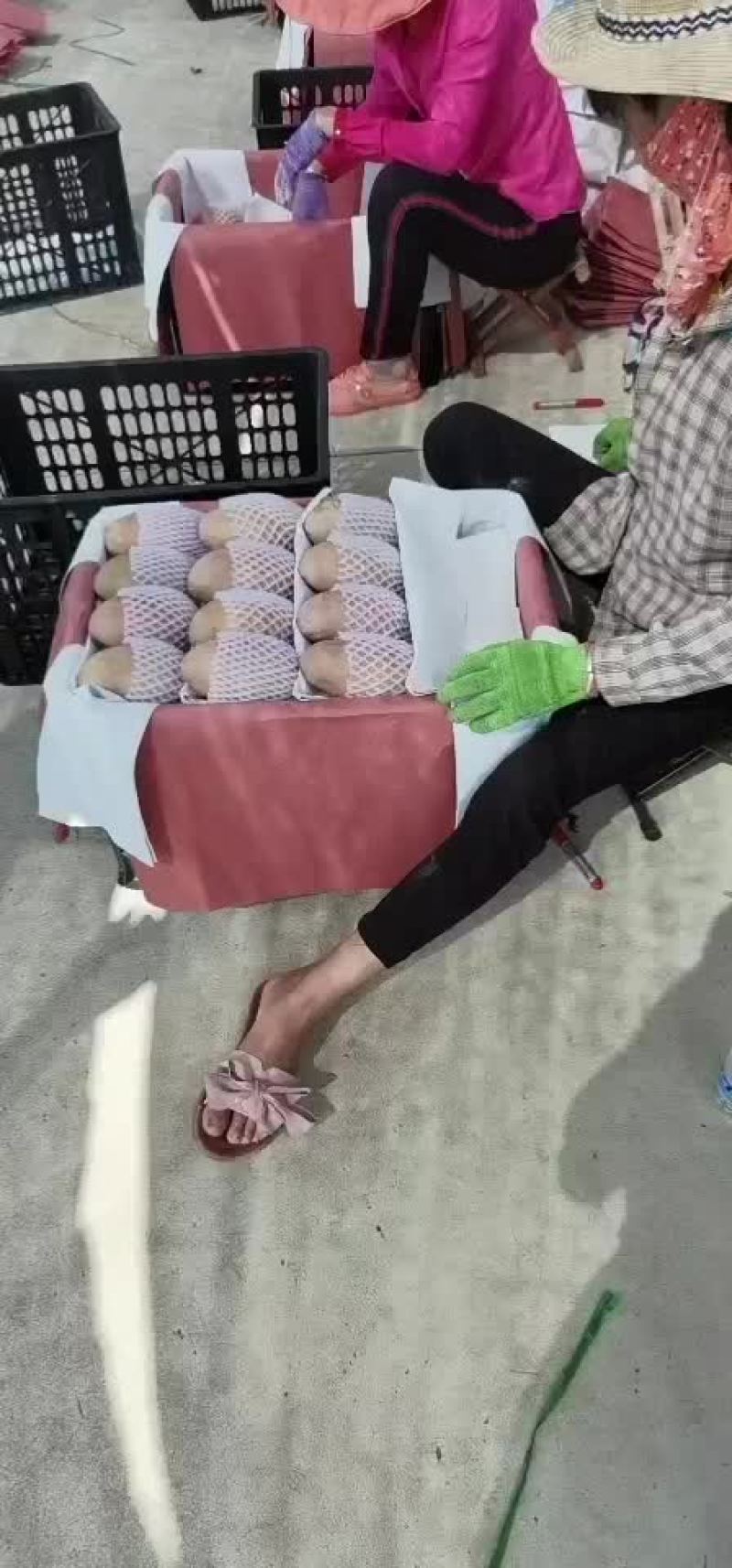 海南红玉芒