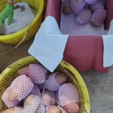 海南红玉芒