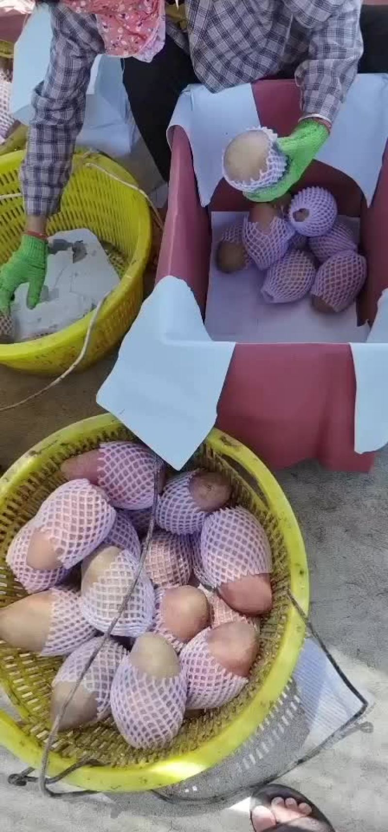 海南红玉芒
