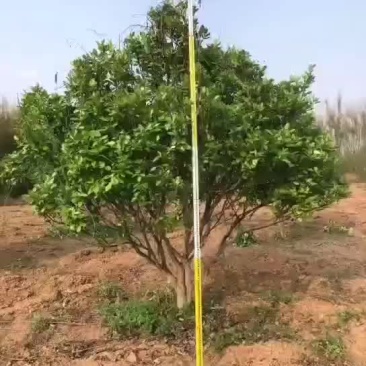 柚子树苗需要购买的老板来吧