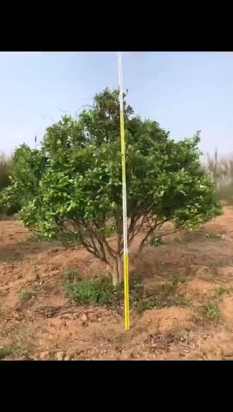 柚子树苗需要购买的老板来吧