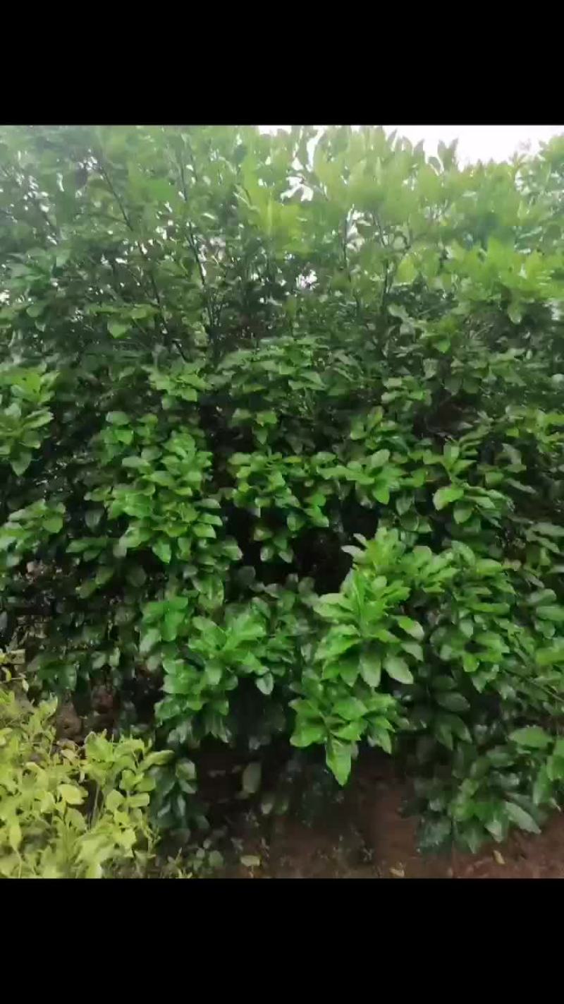 柚子树苗需要购买的老板来吧