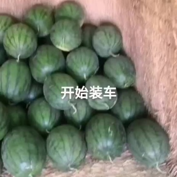沙甜西瓜